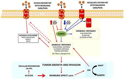 Palmitic Acid: Physiological Role, Metabolism and Nutritional Implications